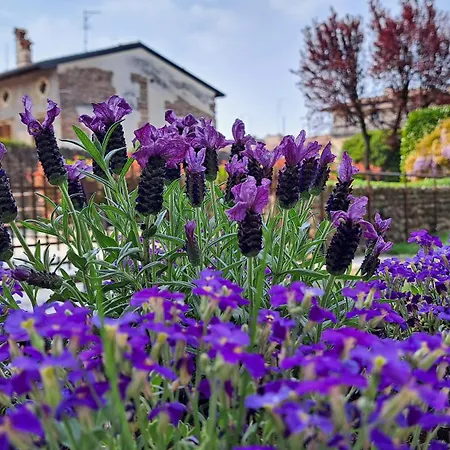 Apartament Corte Violeti La Resela *